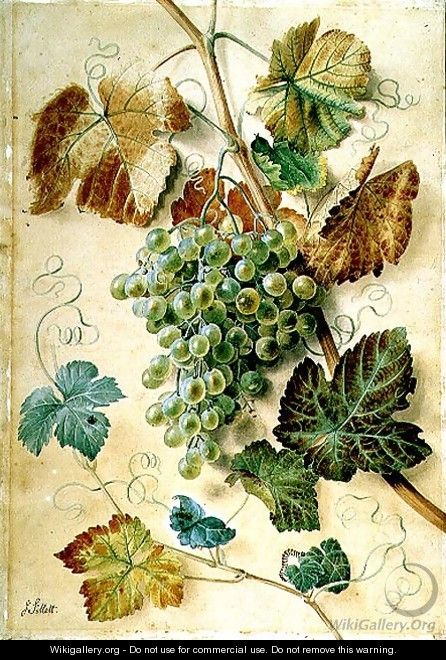 White Grapes - James Sillett
