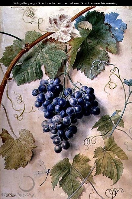 Black Grapes - James Sillett
