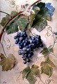 Black Grapes - James Sillett