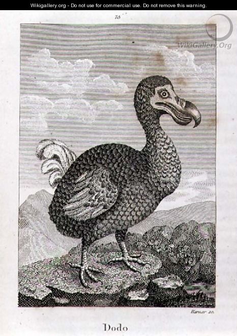 The Dodo, from A History of the Earth and Animated Nature, by Oliver Goldsmith, published in London, 1816 - Jacques de Seve