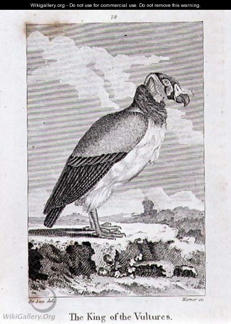 The King of The Vultures, from History of the Earth and Animated Nature, by Oliver Goldsmith, published in London, 1816 - Jacques de Seve