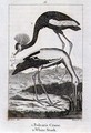 Balearic Crane and White Stork, from History of the Earth and Animated Nature, by Oliver Goldsmith, published in London, 1816 - Jacques de Seve