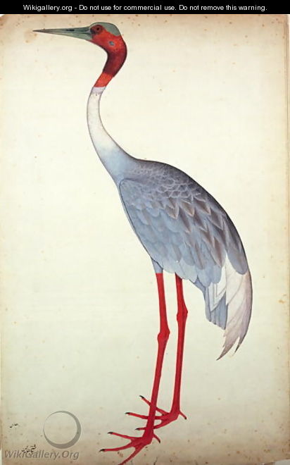 Sarus Crane, painted for Lady Impey at Calcutta, c.1780 - Zain ud-Din Shaikh
