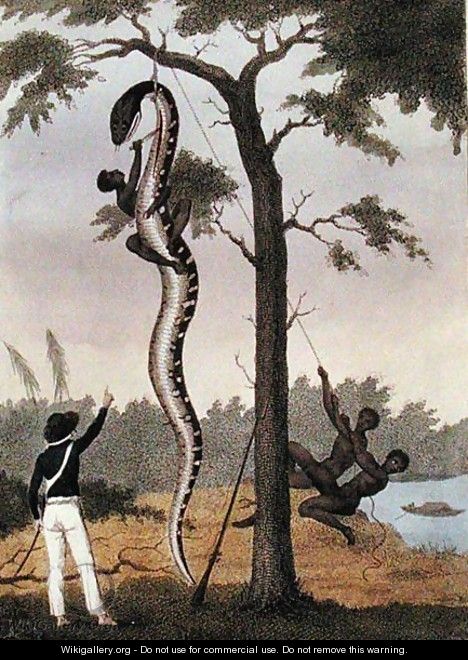The skinning of the Aboma snake, shot by Captain Stedman, from Narrative of a Five Years Expedition Against the Revolted Negroes of Surinam 1772-77, published 1813 - John Gabriel Stedman