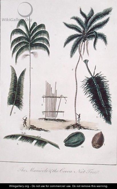 The Manicole and the Cocoa Nut Tree, from Narrative of a Five Years Expedition against the Revolted Negroes of Surinam 1772-77, published 1791 - John Gabriel Stedman