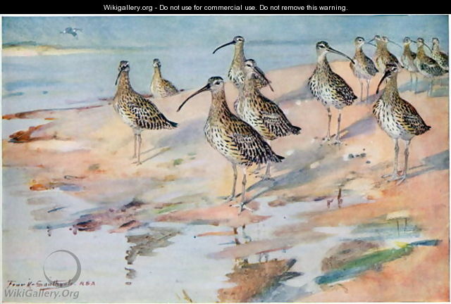 Curlew at Blakeney Point, illustration from Wildfowl and Waders - Frank Southgate