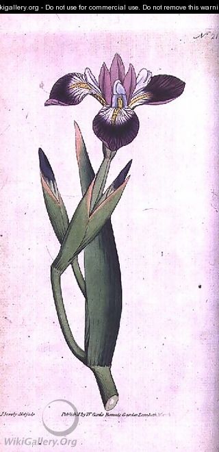 Iris vericolour, plate 21 from William Curtis The Botanical Magazine (or Flower Garden Displayed, engraved by the artist, pub. 1787 - James Sowerby