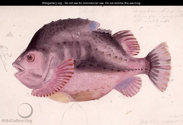 Fish - James Sowerby