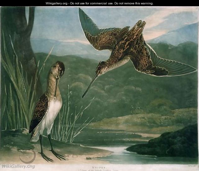 Snipes, plate 3 of British Feather Game, engraved by the artist, pub. by R. Ackermann, c.1810 - Charles Turner