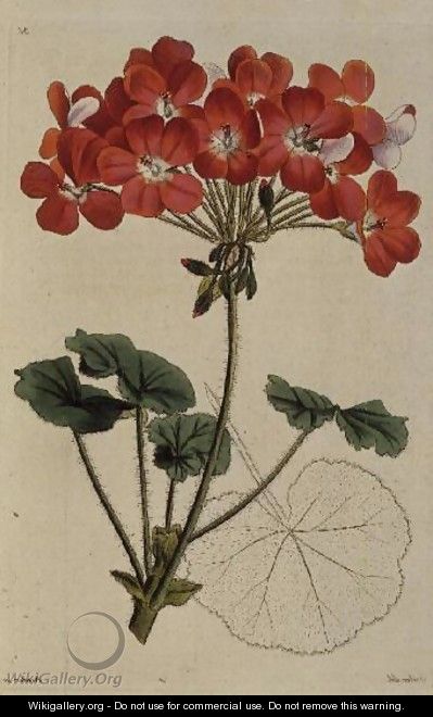Pelargonium from Neu Arten von Pelargonium, c.1825-34 - Leopold Trattinick