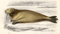 The Walrus, engraved by Paquien - Edouard Travies