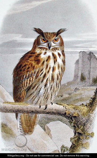 Eurasian Eagle Owl Bubo Bubo - Edouard Travies