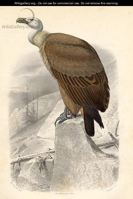 The Fawn Vulture, engraved by Paquien - Edouard Travies