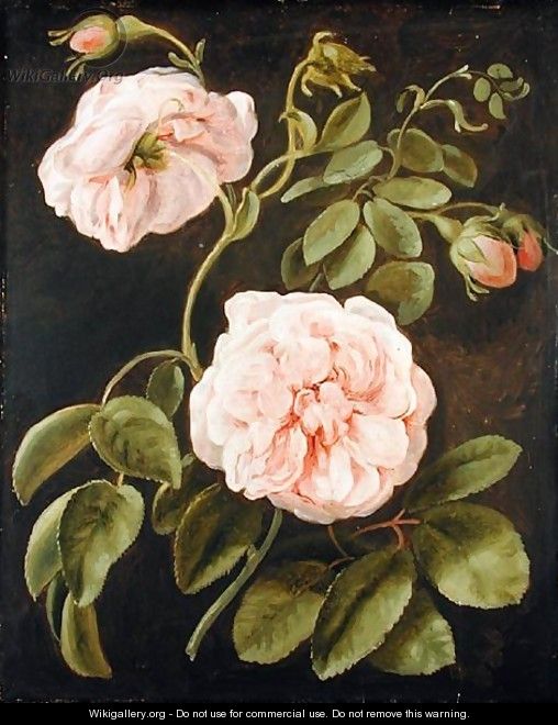 Flower Study - Friedrich Tischbein