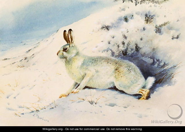 Hare - Archibald Thorburn