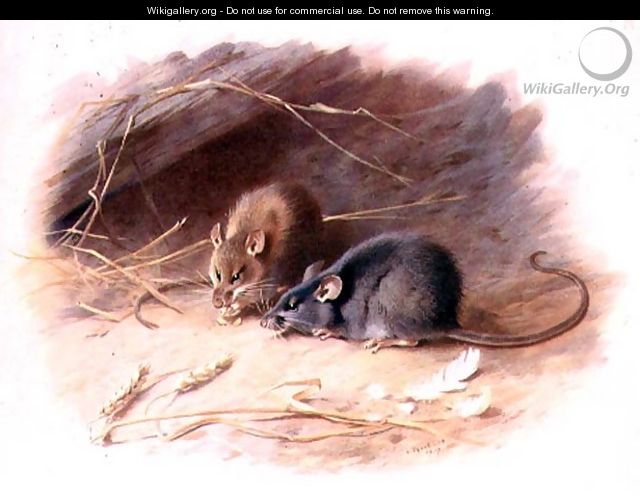 Mus alexandrinus and Mus rattus Alexandrine Rat and Black Rat plate 29 of British Mammals, 1919, pub. 1921 - Archibald Thorburn