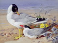 Black headed gulls - Archibald Thorburn
