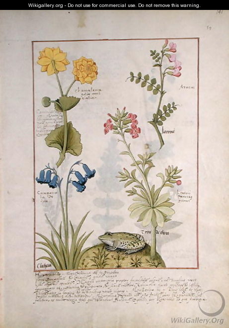 Illustration from the Book of Simple Medicines by Mattheaus Platearius d.c.1161 c.1470 41 - Robinet Testard