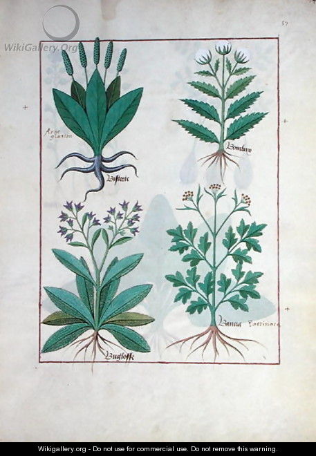 Illustration from the Book of Simple Medicines by Mattheaus Platearius d.c.1161 c.1470 39 - Robinet Testard