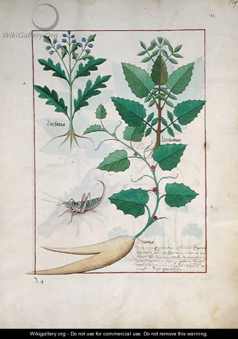 Illustration from the Book of Simple Medicines by Mattheaus Platearius d.c.1161 c.1470 37 - Robinet Testard