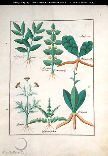 Ferns and Shrubs, Illustration from the Book of Simple Medicines by Mattheaus Platearius d.c.1161 c.1470 - Robinet Testard