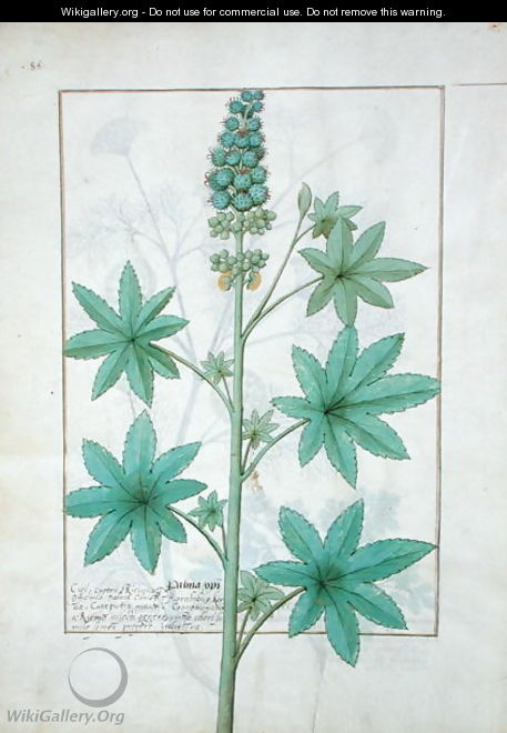 Illustration from the Book of Simple Medicines by Mattheaus Platearius d.c.1161 c.1470 33 - Robinet Testard