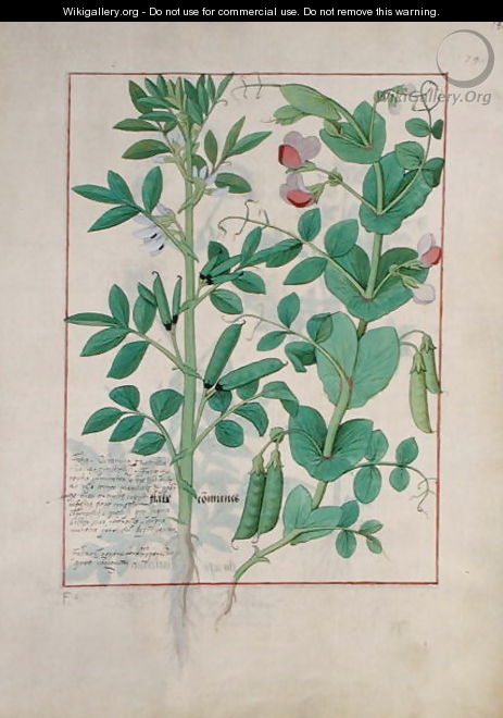 Illustration from the Book of Simple Medicines by Mattheaus Platearius d.c.1161 c.1470 28 - Robinet Testard