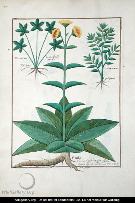 Illustration from the Book of Simple Medicines by Mattheaus Platearius d.c.1161 c.1470 27 - Robinet Testard