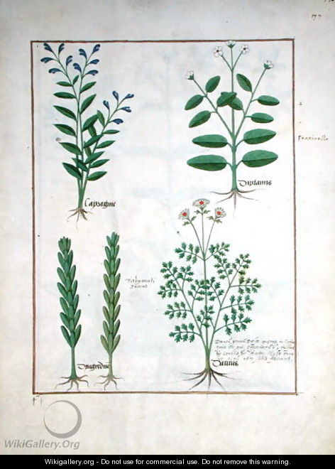 Illustration from the Book of Simple Medicines by Mattheaus Platearius d.c.1161 c.1470 26 - Robinet Testard