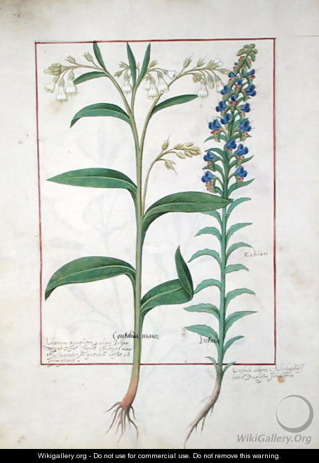 Illustration from the Book of Simple Medicines by Mattheaus Platearius d.c.1161 c.1470 25 - Robinet Testard