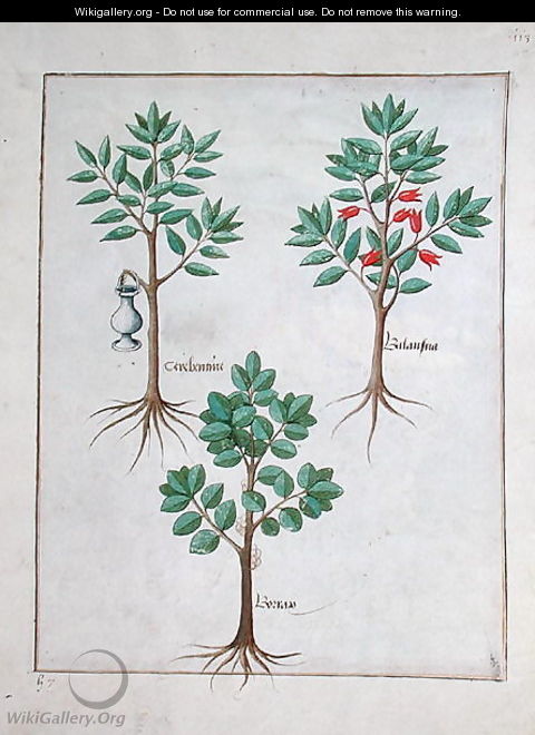 Illustration from the Book of Simple Medicines by Mattheaus Platearius d.c.1161 c.1470 13 - Robinet Testard