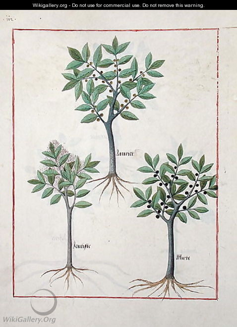 Illustration from the Book of Simple Medicines by Mattheaus Platearius d.c.1161 c.1470 12 - Robinet Testard