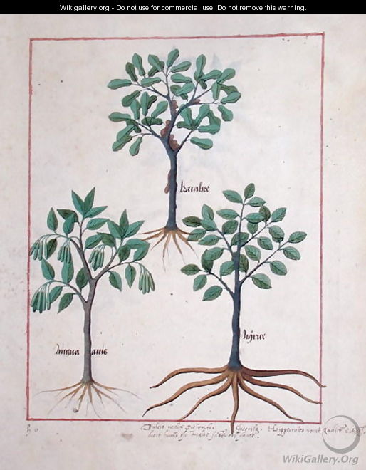 Illustration from the Book of Simple Medicines by Mattheaus Platearius d.c.1161 c.1470 11 - Robinet Testard