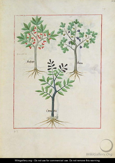 Illustration from the Book of Simple Medicines by Mattheaus Platearius d.c.1161 c.1470 6 - Robinet Testard