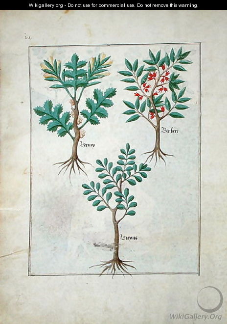 Illustration from the Book of Simple Medicines by Mattheaus Platearius d.c.1161 c.1470 5 - Robinet Testard