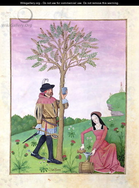 Drawing sap from a tree, Illustration from the Book of Simple Medicines by Mattheaus Platearius d.c.1161 c.1470 - Robinet Testard