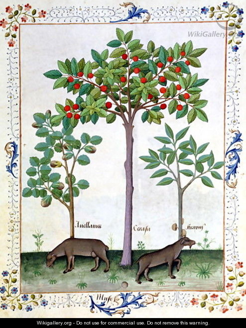 Hazelnut Bush left and Cherry tree centre, Illustration from the Book of Simple Medicines by Mattheaus Platearius d.c.1161 c.1470 - Robinet Testard