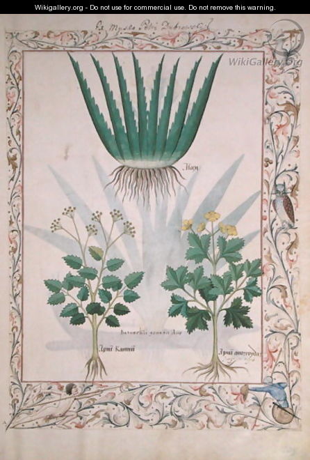 Aloe and Apio, illustration from The Book of Simple Medicines by Matthaeus Platearius d.c.1161 c.1470 - Robinet Testard