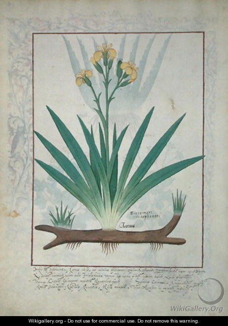 Abutilon Theophrasti, or Velvet Leaf, illustration from The Book of Simple Medicines by Mattheaus Platearius d.c.1161 c.1470 - Robinet Testard