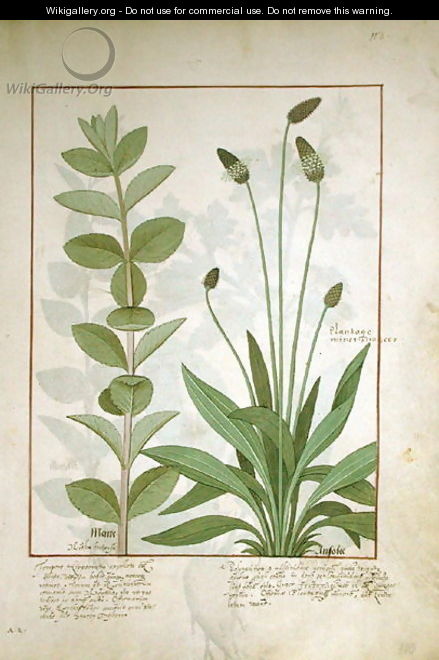 Mint and Plantain, or Ribwort, illustration from The Book of Simple Medicines by Mattheaus Platearius d.c.1161 - Robinet Testard