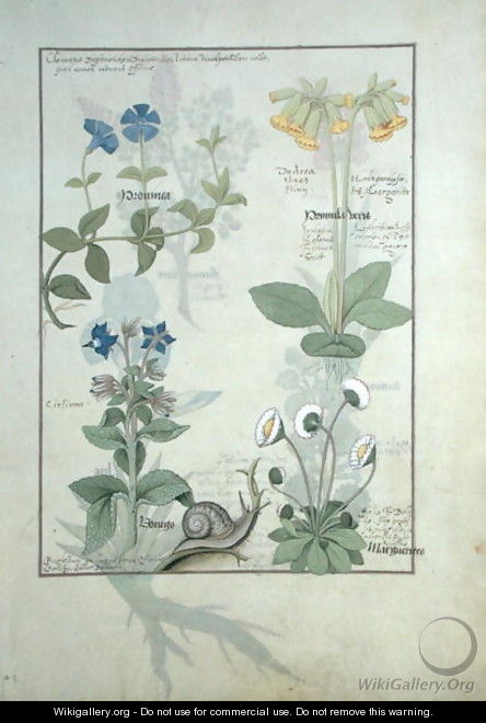 Top row- Blue Clematis or Crowfoot and Primula. Bottom row- Borage or Forget-me-not and Marguerita Daisy, illustration from The Book of Simple Medicines by Matthaeus Platearius d.c.1161 c.1470 - Robinet Testard