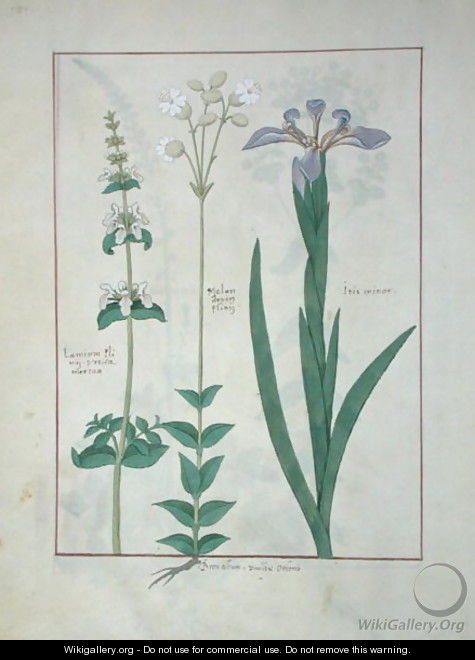 Lamium Album or White Dead Nettle, Melandryon, and Iris Minor, illustration from The Book of Simple Medicines by Mattheaus Platearius d.c.1161 c.1470 - Robinet Testard