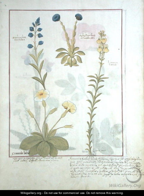 Top row- Onobrychis or Sainfoin, and Aphyllanthes. Bottom row- Linaria Lutea, and Primula Veris or Primrose, illustration from The Book of Simple Medicines by Mattheaus Platearius d.c.1161 c.1470 - Robinet Testard