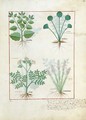Top row- Salt Bush and Anthora. Bottom row- Absinthium and Cardamom, illustration from The Simple Book of Medicines by Mattheaus Platearius d.c.1161 c.1470 - Robinet Testard