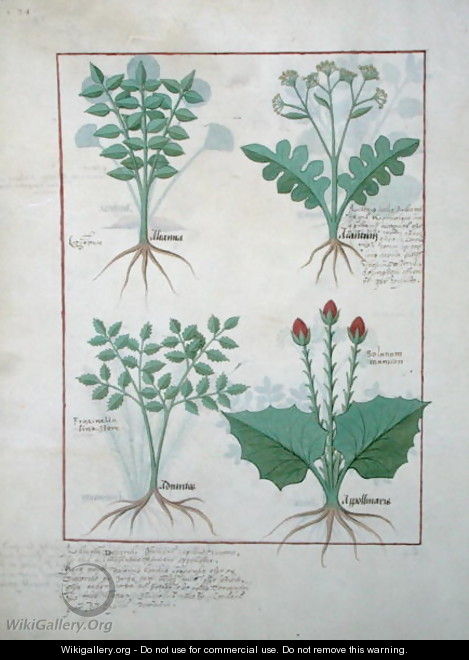 Top row- Ligustrum and Acanthus. Bottom row- Grass plant and Apollinaris, illustration from The Book of Simple Medicines, by Matthaeus Platearius d.c.1161 c.1470 - Robinet Testard