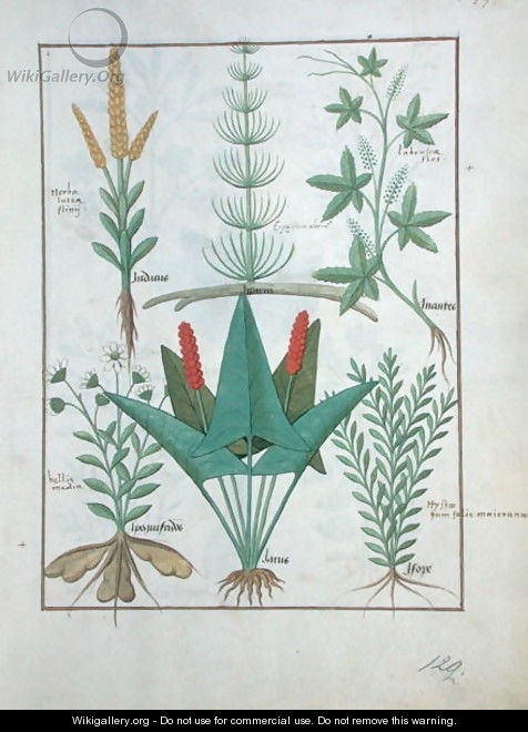 Top row- Maize, Equisetum and Labruscae flos. Bottom row- Daisy, Jarus and Marjoram, illustration from The Simple Book of Medicines, by Mattheaus Platearius d.c.1161 c.1470 - Robinet Testard