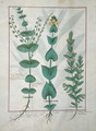 Chamaedrys, Common Centaury and Germander, illustration from The Book of Simple Medicines, by Mattheaus Platearius d.c.1161 c.1470 - Robinet Testard