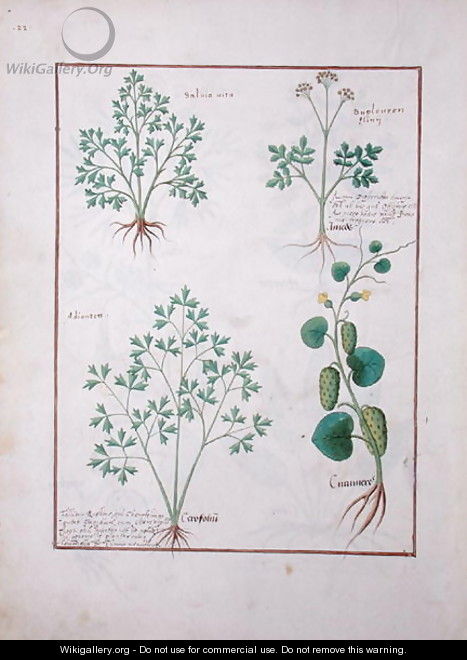 Top Row- Sage and Bupleurum, illustration from The Book of Simple Medicines by Mattheaus Platearius d.c.1161 c.1470 - Robinet Testard