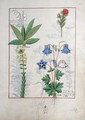 Illustration from The Book of Simple Medicines by Mattheaus Platearius d.c.1161 c.1470 53 - Robinet Testard