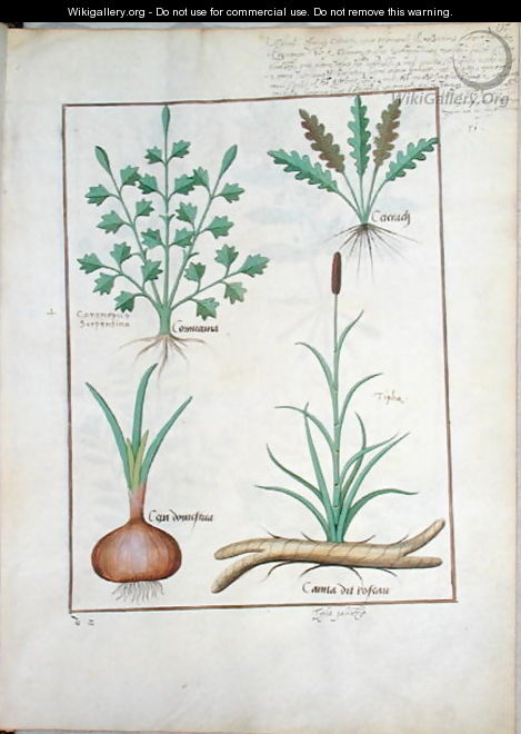 Illustration from The Book of Simple Medicines by Mattheaus Platearius d.c.1161 c.1470 52 - Robinet Testard